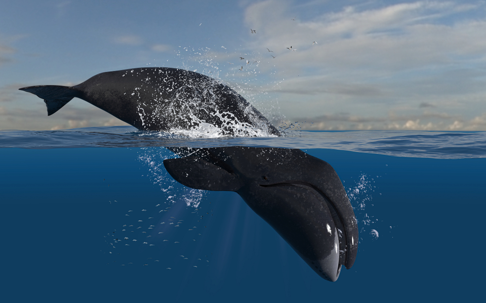 najdlhšie žijúce živočíchy na svete, veľryba grónska