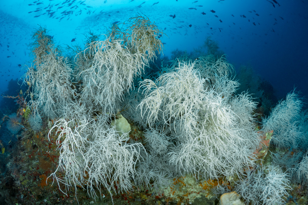 najdlhšie žijúce živočíchy na svete, čierny koral