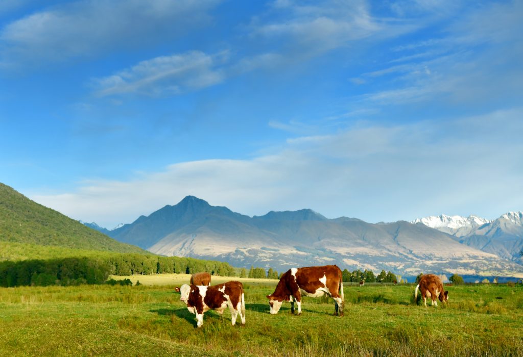 farma, hovädzí dobytok, dobytok, poľnohospodárstvo, kravy, ovce, Nový Zéland, kuriozity, klimatická zmena