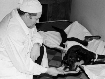 Vladimir Demikhov, vedec, experiment, dvojhlavý pes, transplantácia hlavy