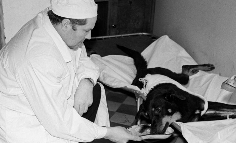 Vladimir Demikhov, vedec, experiment, dvojhlavý pes, transplantácia hlavy