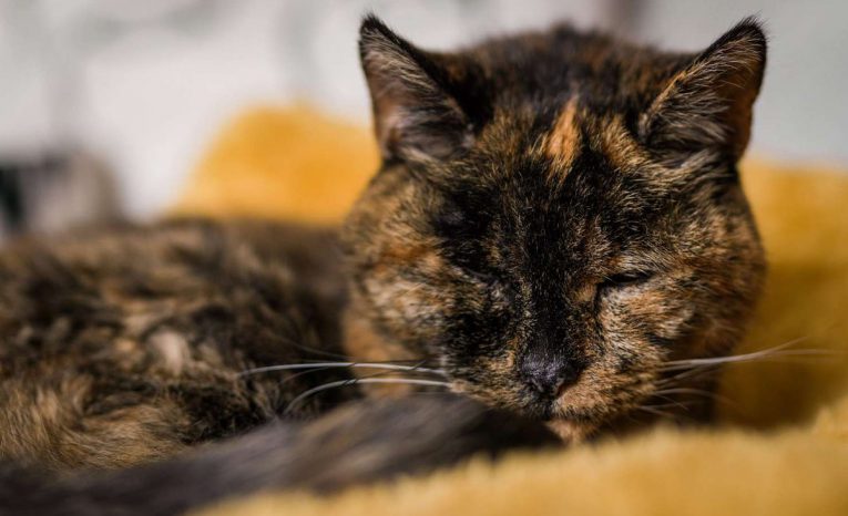 najstaršia mačka na svete, Guinessova kniha rekordov, mačka Flossie, svetový rekord, zvierací rekordman