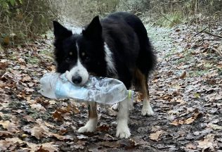 pes, plastové fľaše, Anglicko, životné prostredie