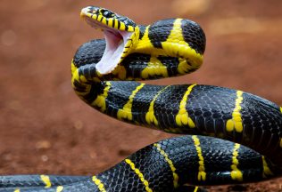 had, fakty a zaujímavosti, príroda, vedci, pohlavné orgány hadov