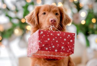 psy na ulici, pes nie je darček, pes na Vianoce, útulok pre psy