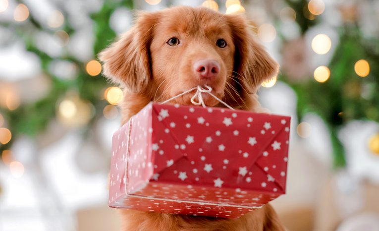 psy na ulici, pes nie je darček, pes na Vianoce, útulok pre psy