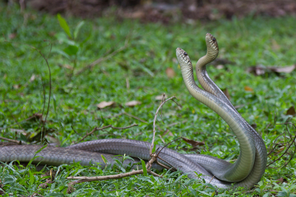 had, fakty a zaujímavosti, príroda, vedci, pohlavné orgány hadov