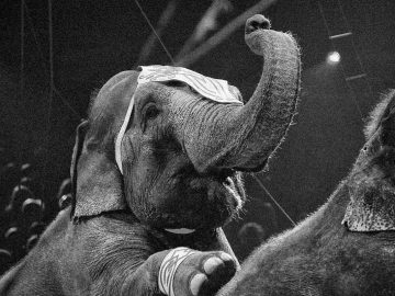 slon, Topsy, verejná poprava slonice, New York, elektrický prúd, cirkus