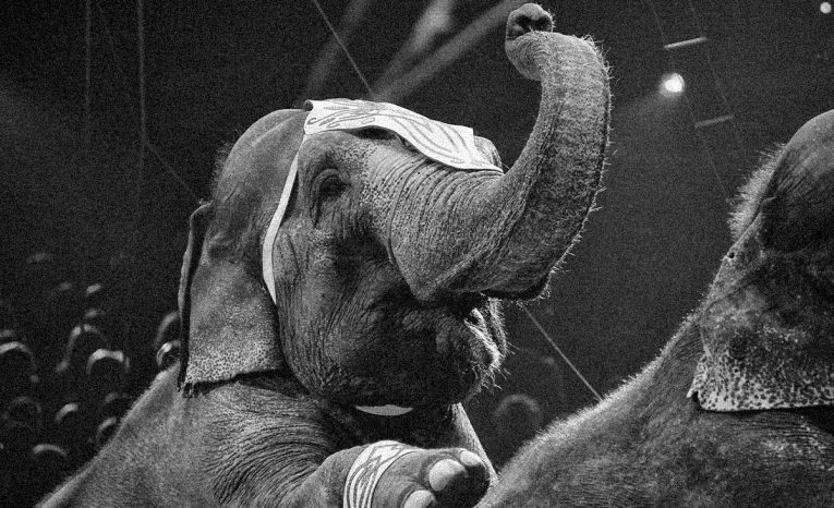 slon, Topsy, verejná poprava slonice, New York, elektrický prúd, cirkus