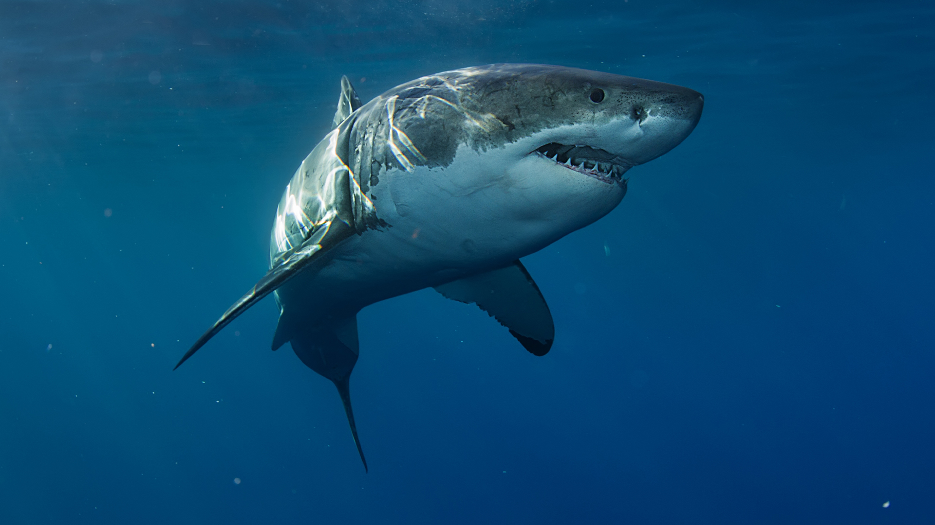 Môže ťa žralok napadnúť aj v jazere? Obávaný predátor sa sťahuje do sladkých vôd