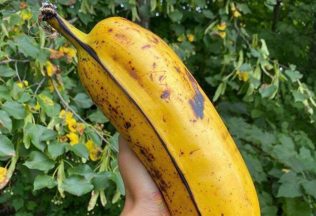 veľký banán