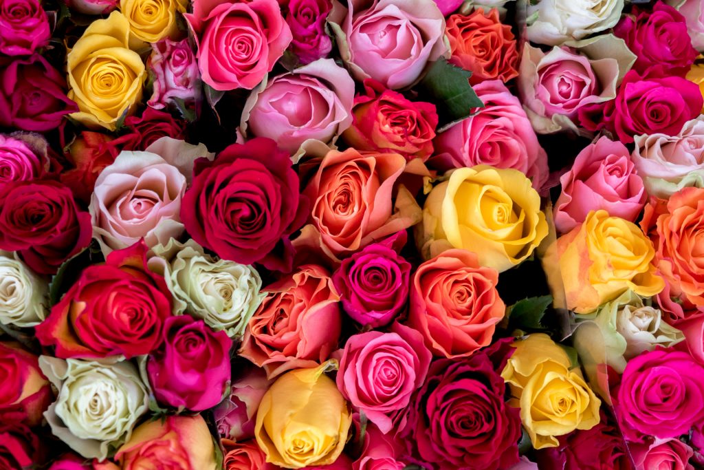 ruža, čo znamená farba ruže, kvety, fakty a zaujímavosti