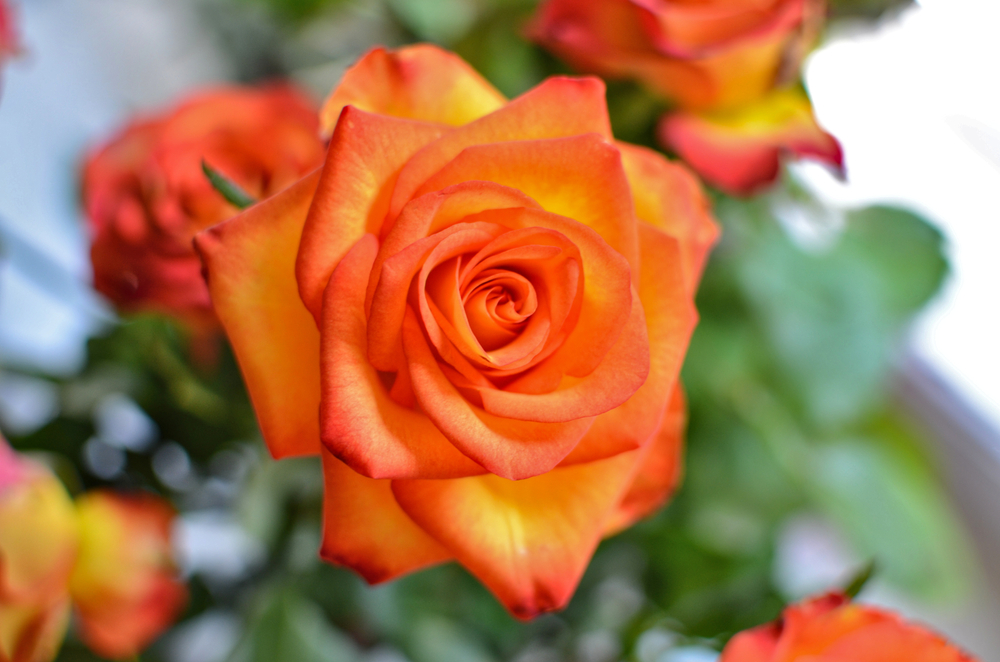 ruža, čo znamená farba ruže, kvety, fakty a zaujímavosti