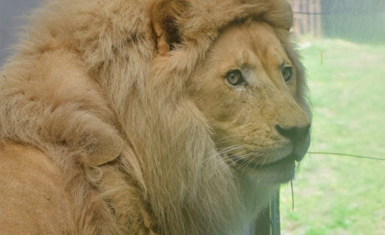 lev zoo bratislava