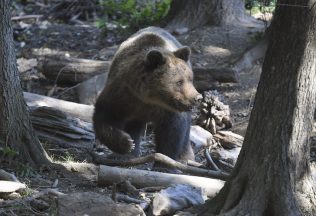 Dráma na severe Slovenska. Turistu napadol a uhryzol medveď, ako sa to skončilo?