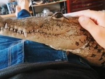 Jonathan Araiza, Mexiko, domáci miláčik, krokodíl