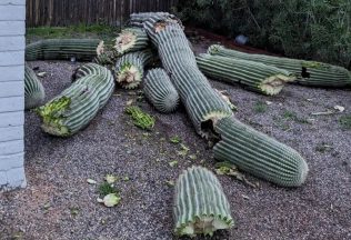 kaktus, vtipné obrázky, fail, smola, nešťastie