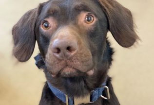 pes, závislosť, alkohol, Woodside Animal Rescue Trust