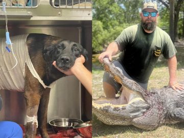Muž riskoval život v zápase s aligátorom, aby zachránil svojho psa