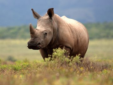 zvieratá, fakty a zaujímavosti, príroda, ríša zvierat, nosorožec