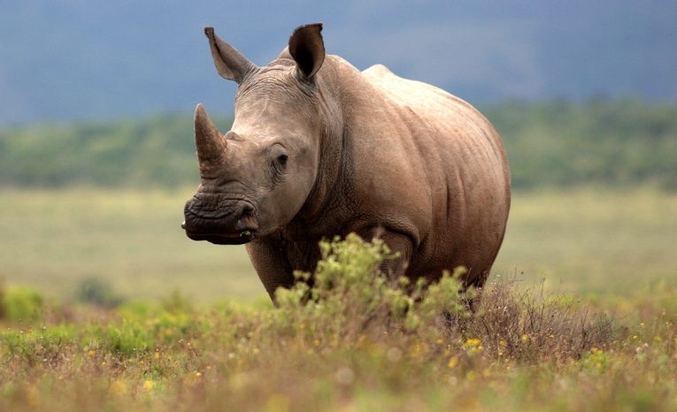 zvieratá, fakty a zaujímavosti, príroda, ríša zvierat, nosorožec