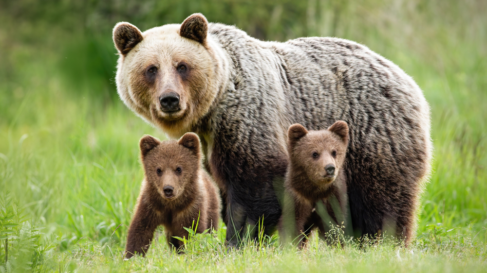 medveď, zviera, mladé, príroda