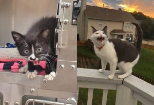 20 dramatických mačičiek, ktoré sa rozhodli na protest mňaukať z plných pľúc