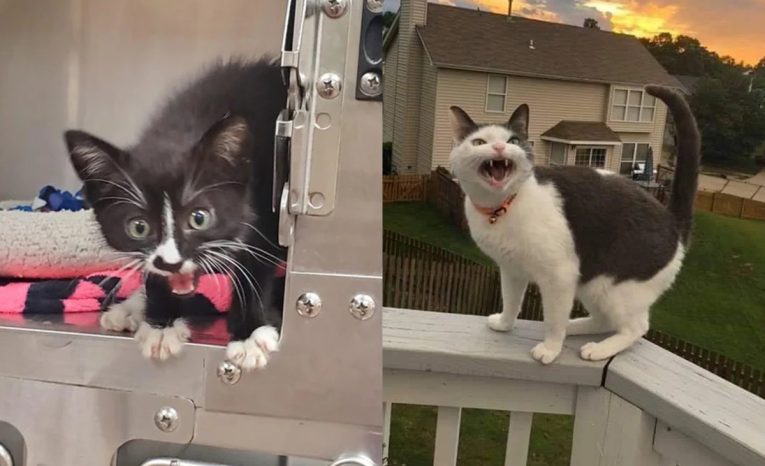 20 dramatických mačičiek, ktoré sa rozhodli na protest mňaukať z plných pľúc