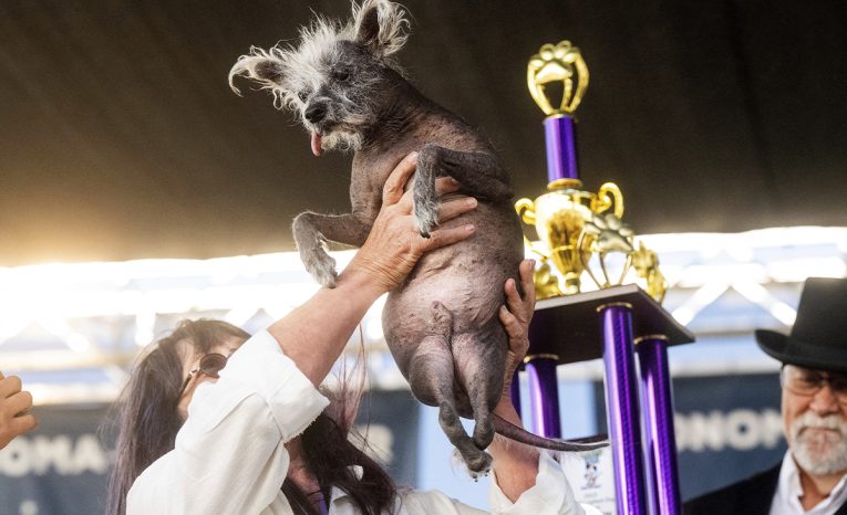 súťaž o najškaredšieho psa, Kalifornia, Petaluma, víťaz, pes, zvieratá, čínsky chocholatý pes, Scooter