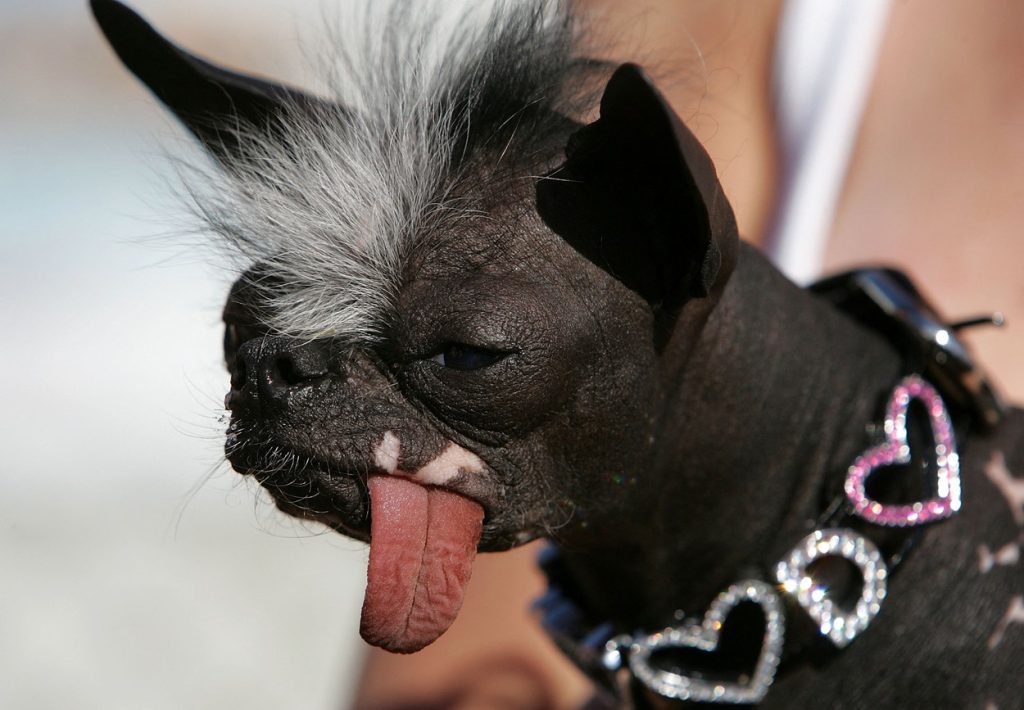 súťaž o najškaredšieho psa, Kalifornia, Petaluma, víťaz, pes, zvieratá