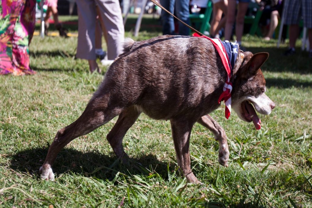 súťaž o najškaredšieho psa, Kalifornia, Petaluma, víťaz, pes, zvieratá