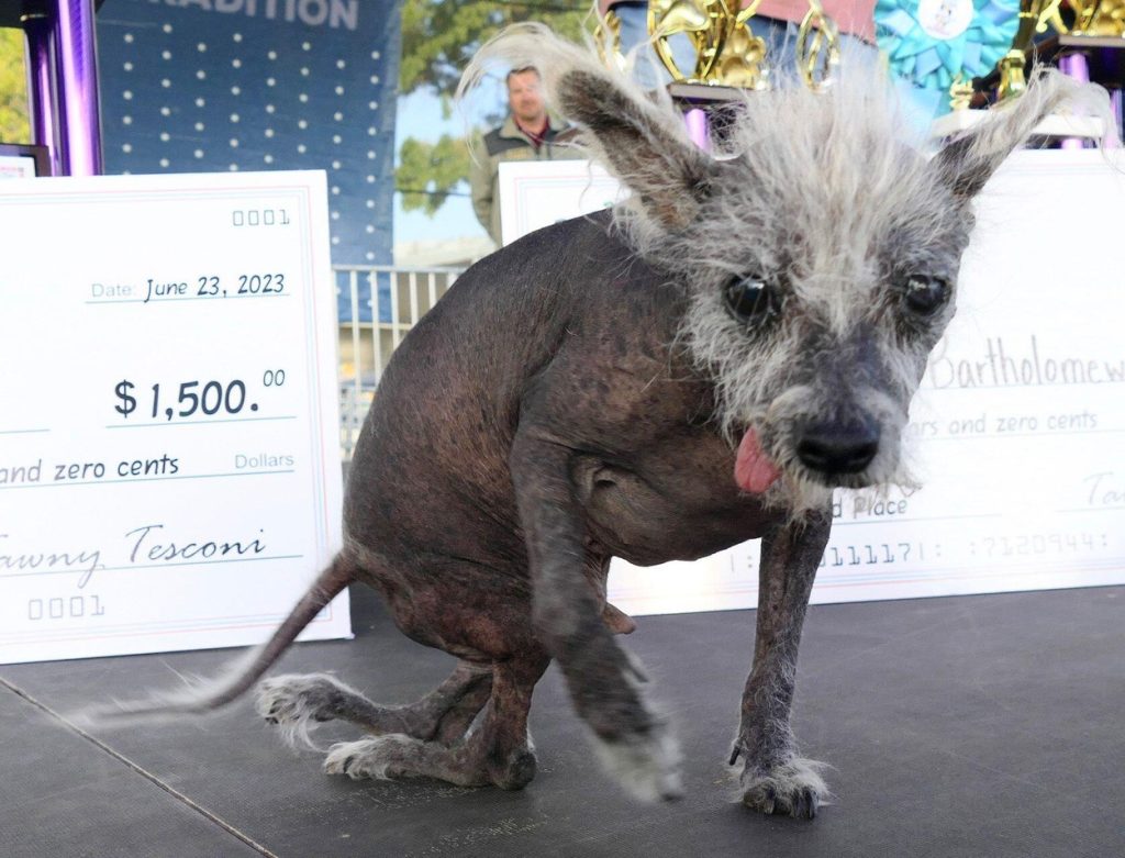 súťaž o najškaredšieho psa, Kalifornia, Petaluma, víťaz, pes, zvieratá, čínsky chocholatý pes, Scooter