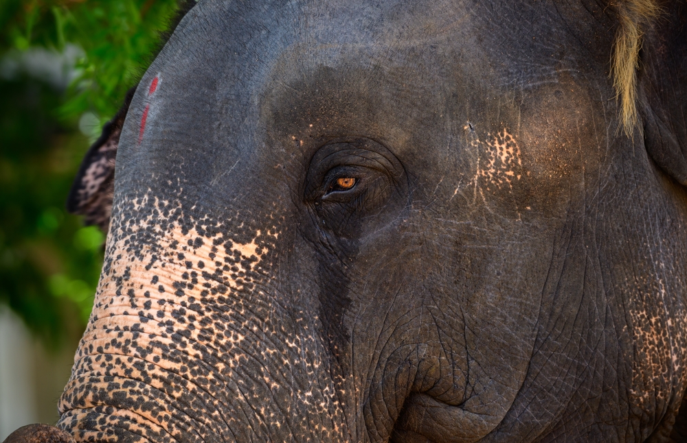 slon, India, turizmus, týranie zvierat
