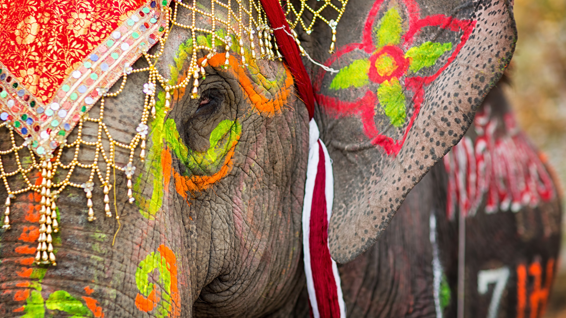 Realita a temná budúcnosť týraných indických slonov, ktorým nedovolia ani zomrieť