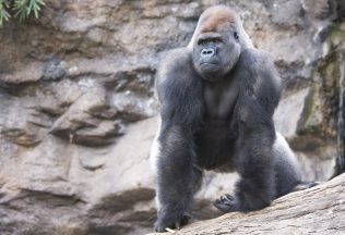 ZOO zakazuje návštevníkom ukazovať gorilám videá. Prečo im to škodí?