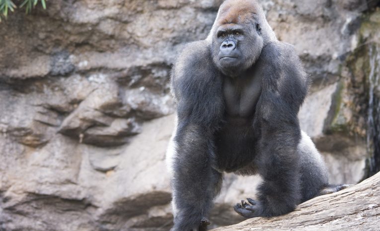 ZOO zakazuje návštevníkom ukazovať gorilám videá. Prečo im to škodí?