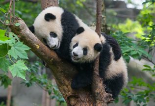 zvieratá, fakty a zaujímavosti, príroda, párenie, panda