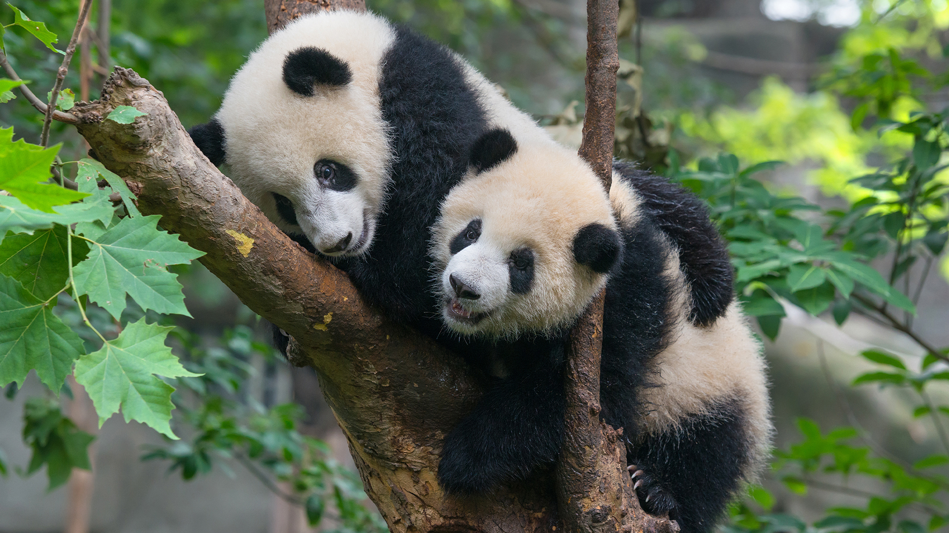 Filmy pre dospelé pandy či opičí Tinder. Zaujímavé detaily z intímnych životov zvierat