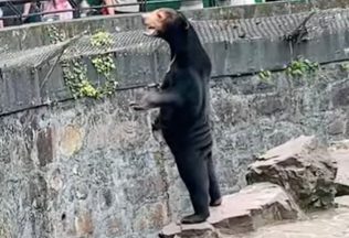 Zoo vyvracia klebety, že ich medveď je prezlečený letný brigádnik