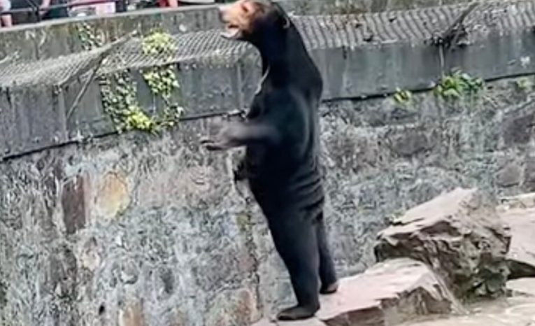 Zoo vyvracia klebety, že ich medveď je prezlečený letný brigádnik