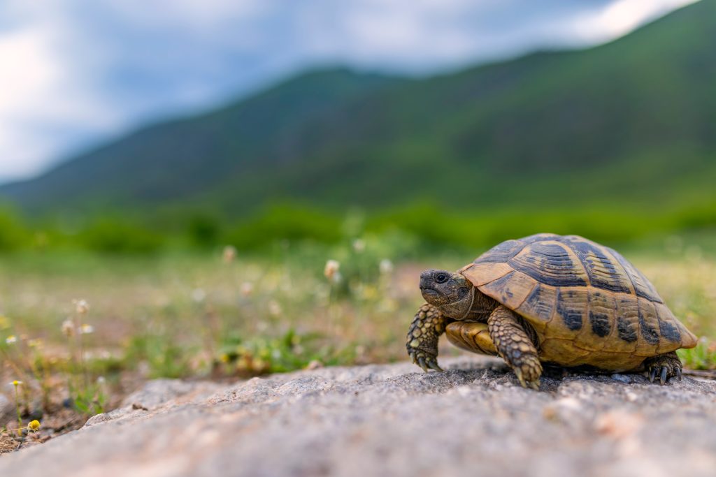 Aké domáce zviera sa k tebe hodí na základe znamenia? 