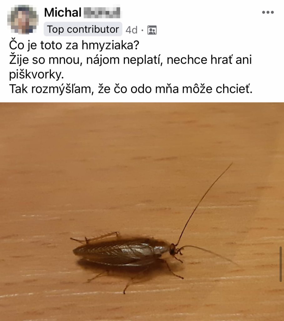 Bratislavské internáty riešia ďalší problém. Sú zamorené švábmi, čo na to odborník? 
