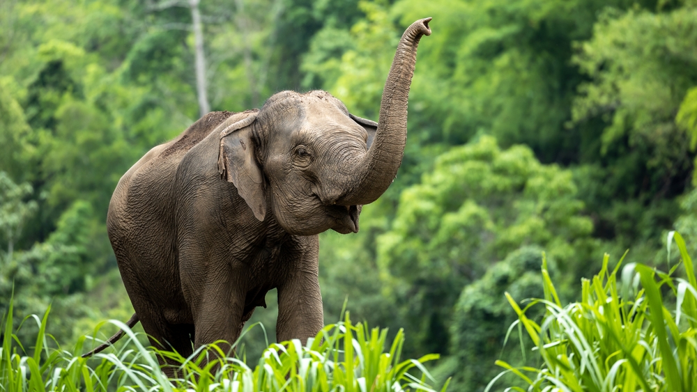 podivné fakty o zvieratách, príroda, zviera, živočích, slon