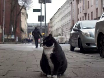 Kocúra, ktorý bol obľúbenou turistickou atrakciou, už viac ľudia na ulici nenájdu