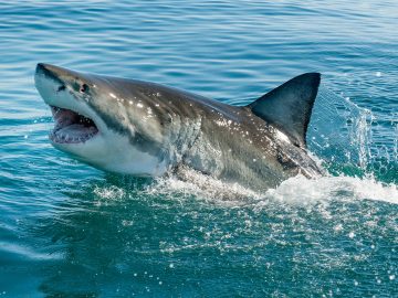Aké to je byť zožraný zaživa žralokom? Toto sa počas útoku deje s tvojím telom
