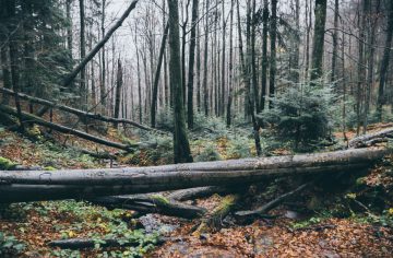 Slovensko sa pýši viac ako 120 lokalitami pralesov. Kde ich nájdeš?
