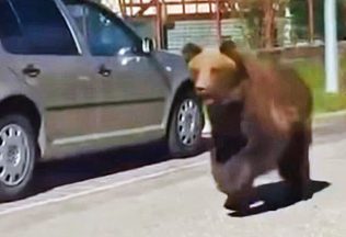 spovede obetí po útoku medveďa
