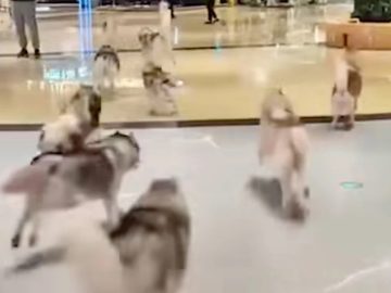 V nákupnom centre naháňali stovku husky psíkov, ktoré ušli zo psej kaviarne