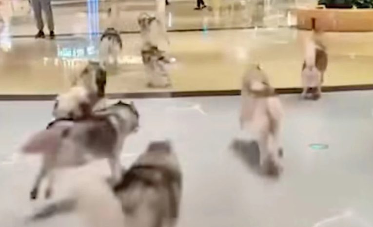 V nákupnom centre naháňali stovku husky psíkov, ktoré ušli zo psej kaviarne