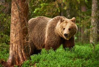 útok medveďa na Kysuciach